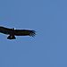 Condor_9