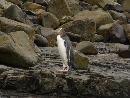 Catlins_8_curio_bay