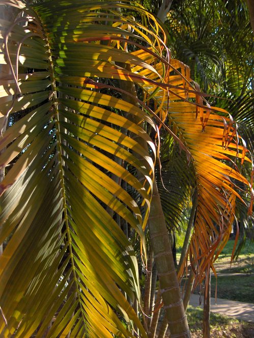 jolie lumiere dans les palmiers