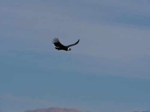 Condor_4