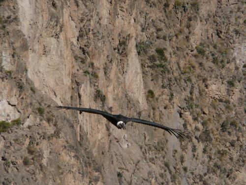 Condor_7