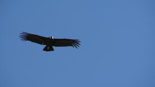 Condor_9