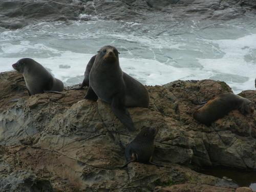 Kaikoura1