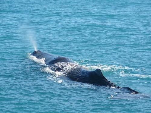 Kaikoura2